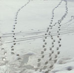 Сліди тварин на снігу