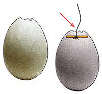 Як видалити вміст сирого яйця