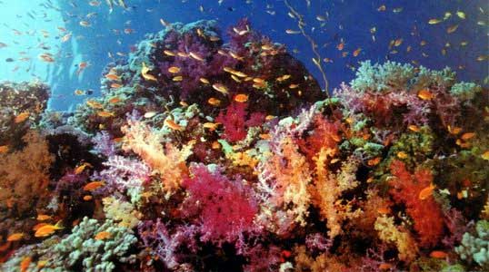 Коралові рифи