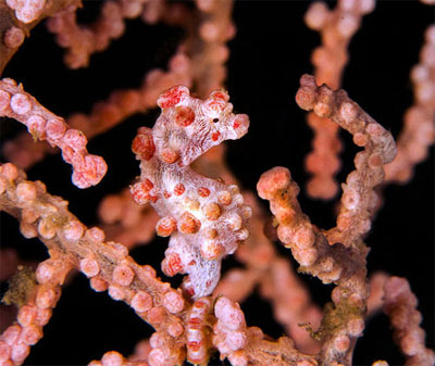 Морський коник в коралі