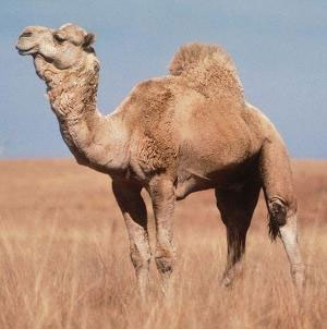 Пісочно-сіре забарвлення одногорбого верблюда