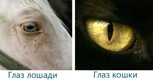 Очі кішки і очей коні