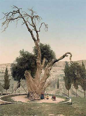 Мамврійський дуб на початку XX століття