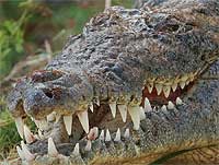 Посмішка крокодила