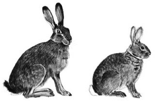 Зовнішній вид зайця і кролика