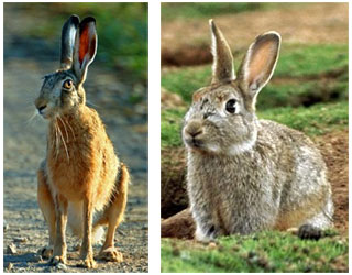 Зовнішній вид зайця і кролика