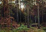Сосновий ліс. 1885