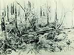 В лісових хащах. 1870-е