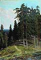 Ліс з гори. 1895