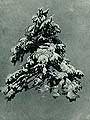 Сосна під снігом. 1890