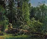 Зрубане дерево. 1875
