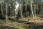 Струмок у березовому лісі. 1883