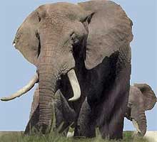 Бивні слона