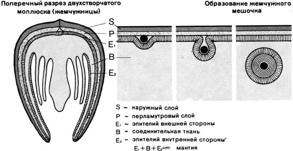 Схема утворення перлового мішечка в раковині двостулкового молюска - перлові скойки