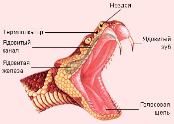 Отруйні зуби змії