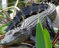 Китайський алігатор (Alligator sinensis)