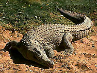 Нільський крокодил