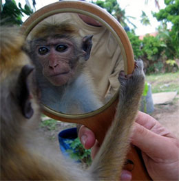 Кого бачить мавпа в дзеркалі - себе або іншу мавпу?