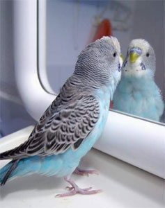 Кого бачить папужка в дзеркалі - себе або іншу птицю?