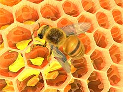 Бджоли роблять мед