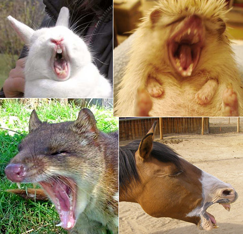 Позіхання у тварин