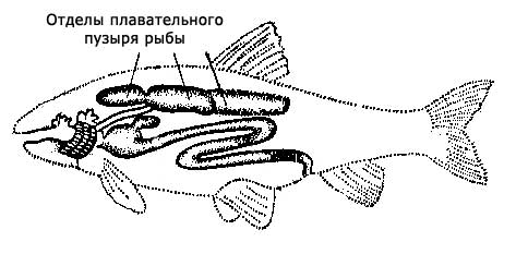 Плавальний міхур риби