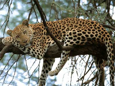 Леопард відмінно лазить по деревах