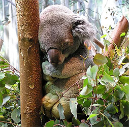Сплячий коала
